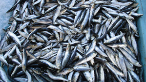 Exportation de sardines fraîches et congelées : un contrôle strict pour 12 mois