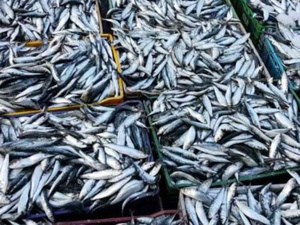 Ramadan 2026 : mesures préventives pour assurer la stabilité des prix du poisson et de la sardine