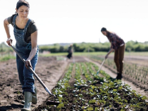 Agriculture marocaine : l’hémorragie de l’emploi rural au cœur d’un modèle à bout de souffle Agriculture marocaine : l’hémorragie de l’emploi rural au cœur d’un modèle à bout de souffle