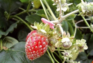 Inondations au Loukkos : les fruits rouges sous l’eau, l’export en danger immédiat Inondations au Loukkos : les fruits rouges sous l’eau, l’export en danger immédiat