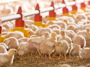 Aviculture au Maroc : la surproduction fait chuter les prix
