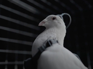 Neurotechnologie : la Russie à l'avant-garde de la fusion entre biologie et cybernétique Neurotechnologie : la Russie à l'avant-garde de la fusion entre biologie et cybernétique