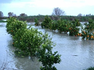 Intempéries au Gharb : la filière agrumicole menacée Intempéries au Gharb : la filière agrumicole menacée