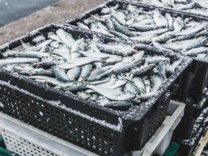 Ramadan : une offre exceptionnelle de sardines congelées à 13 dirhams pour contenir la flambée des prix