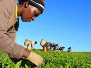 VunaPay révolutionne l’agriculture au Kenya