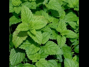 Santé cognitive: la mélisse montre un potentiel dans les compléments pour le cerveau