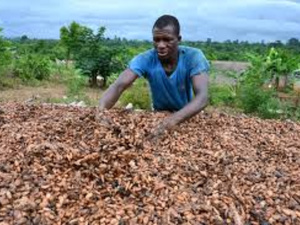 Exportations de cacao ivoirien : le Brésil met le frein