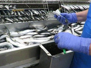 Casablanca : plus de 500 tonnes de poissons au marché au 6ᵉ jour du Ramadan Casablanca : plus de 500 tonnes de poissons au marché au 6ᵉ jour du Ramadan