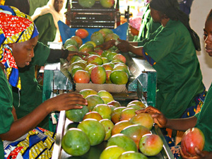 Le Maroc s’attend à une arrivée massive de mangues du Mali, avec des baisses de prix en perspective