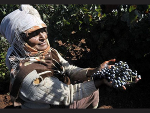 Terroirs en mutation : Le raisin de table éclipse le vin au Maroc Terroirs en mutation : Le raisin de table éclipse le vin au Maroc