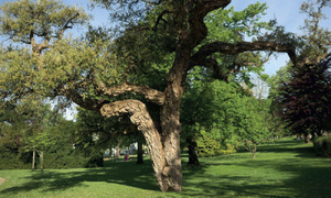 Forêt de la Maâmora : pas de massacre, juste des arbres décoiffés par le vent