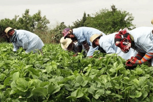 Maroc : 40.000 jeunes du milieu rural vont être formés à l’agriculture