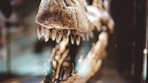 Pluridens imelaki, le prédateur marin vieux de 66 millions d’années, identifié au Maroc