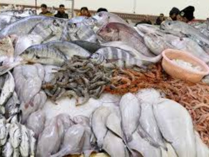 Farine de poisson : le Maroc s’impose en Europe Farine de poisson : le Maroc s’impose en Europe