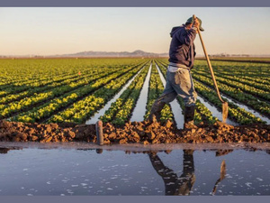 Agriculture : Une relance spectaculaire de 15% attendue en 2026 Agriculture : Une relance spectaculaire de 15% attendue en 2026