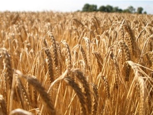 Orge en Afrique : le Maroc consolide sa 2e place et s’affirme en leader régional