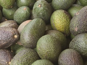 Avocats marocains : les exportations plongent de 50 % après un record historique Avocats marocains : les exportations plongent de 50 % après un record historique