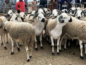 1,15 million d’éleveurs déjà bénéficiaires du programme de reconstitution du cheptel