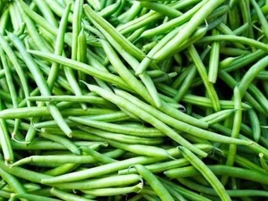 Haricots verts : le Maroc bat un record historique en Irlande
