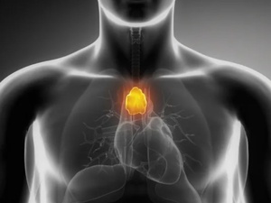 Le thymus, baromètre de longévité : moins de cancers, moins d’infarctus Le thymus, baromètre de longévité : moins de cancers, moins d’infarctus
