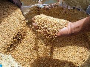 Céréales et sucre : le Maroc en première ligne