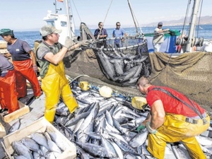 Pêche côtière : 3,11 MMDH de valeur commerciale en Mars Pêche côtière : 3,11 MMDH de valeur commerciale en Mars