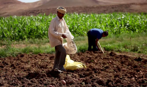 Souss-Massa : lancement de 10 projets d’agriculture solidaire