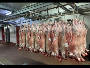 Viande rouge : la flambée avant l’Aïd