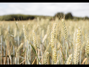 Importations céréales : le Maroc vise 30 millions de quintaux Importations céréales : le Maroc vise 30 millions de quintaux