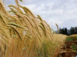 Céréales : Vers 90 millions de quintaux, un soulagement… pas encore une sécurité