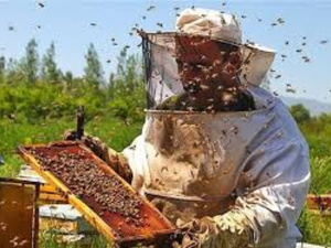 Apiculture : Crise prolongée au Maroc Apiculture : Crise prolongée au Maroc