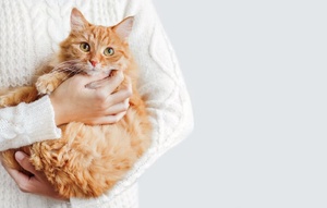 Au Japon, une avancée douce pour prolonger la vie des chats Au Japon, une avancée douce pour prolonger la vie des chats