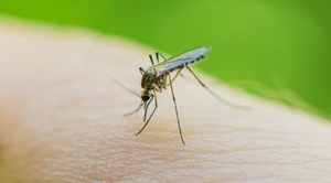 Tiques, moustiques : le risque de maladies vectorielles augmente-t-il au printemps ?