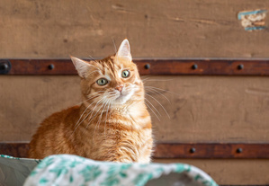Votre chat parle… et l’IA pourrait bientôt balancer tous ses secrets Votre chat parle… et l’IA pourrait bientôt balancer tous ses secrets