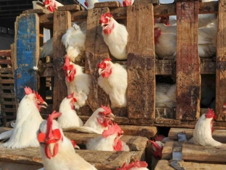 Le Maroc autorise l’importation de volailles portugaises pour répondre à la demande intérieure