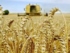 Campagne céréalière record : Bonne nouvelle agricole, mauvaise illusion stratégique ?