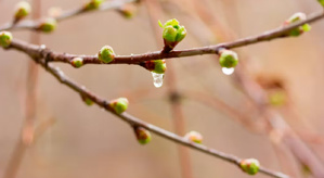 La gemmothérapie : quand les bourgeons de plantes deviennent des alliés naturels pour la santé