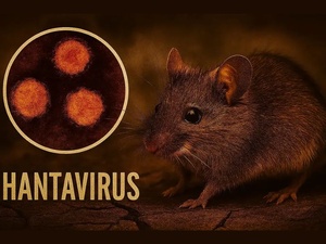 Hantavirus : symptômes précoces, transmission et mesures préventives Hantavirus : symptômes précoces, transmission et mesures préventives