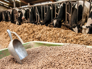 Alimentation animale : le Maroc sécurise ses approvisionnements depuis la Russie Alimentation animale : le Maroc sécurise ses approvisionnements depuis la Russie