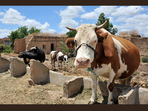Le Maroc, 2e importateur mondial de bovins vivants