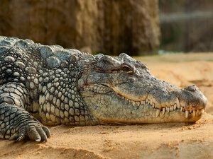 Le Maroc étudie la réintroduction du crocodile dans ses écosystèmes du Sud