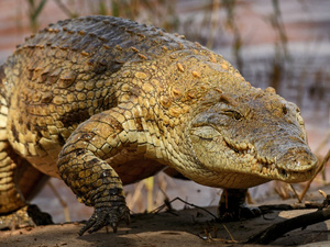 Le Maroc prépare la réintroduction du crocodile du Nil Le Maroc prépare la réintroduction du crocodile du Nil