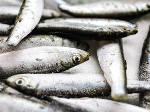 Des sardines rappelées dans toute la France après la détection d’un taux élevé d’histamine