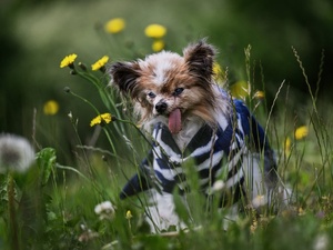 Lazare, le chien qui a défié le temps, est mort à 30 ans Lazare, le chien qui a défié le temps, est mort à 30 ans