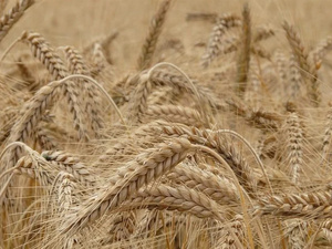 Campagne agricole : des rendements exceptionnels enregistrés dans l'Oriental