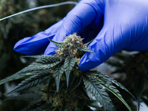 Cannabis médical : le grand virage des pharmacies marocaines en 2026