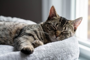 Votre chat n’est pas paresseux : il est en mode “survie secrète” depuis le début