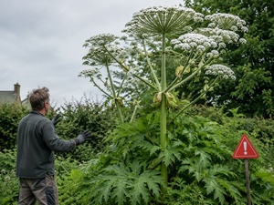 La plante « soviétique » qui peut coûter cher en sanction en Europe… mais qui reste une inconnue au Maroc