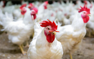 Le poulet bon marché, c'est pour combien de temps ?