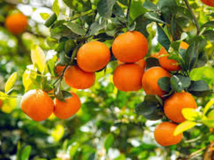 Le Maroc domine les mandarines au UK